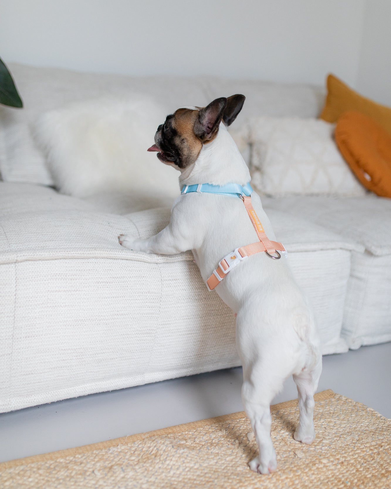 poochie-pie-dog-harness-french-bulldog-blue-orange-peach-nopull-no-pull-pastel-minimal-frenchy-piglet-frenchbulldog-cute-little-dogs-big-large-small-medium