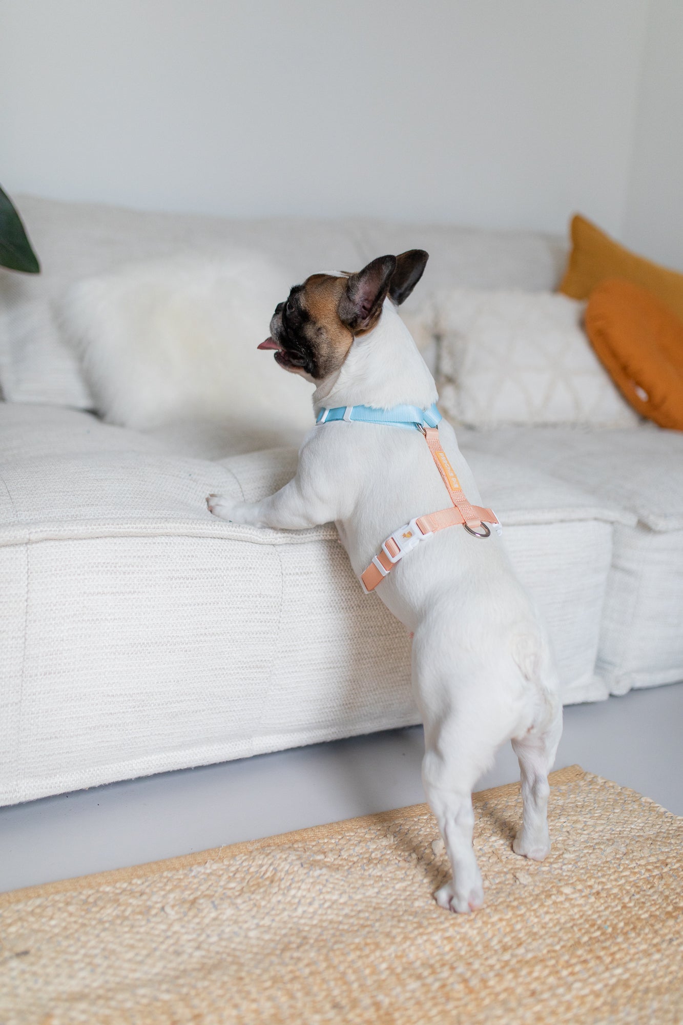poochie-pie-dog-harness-french-bulldog-blue-orange-peach-nopull-no-pull-pastel-minimal-frenchy-piglet-frenchbulldog-cute-little-dogs-big-large-small-medium