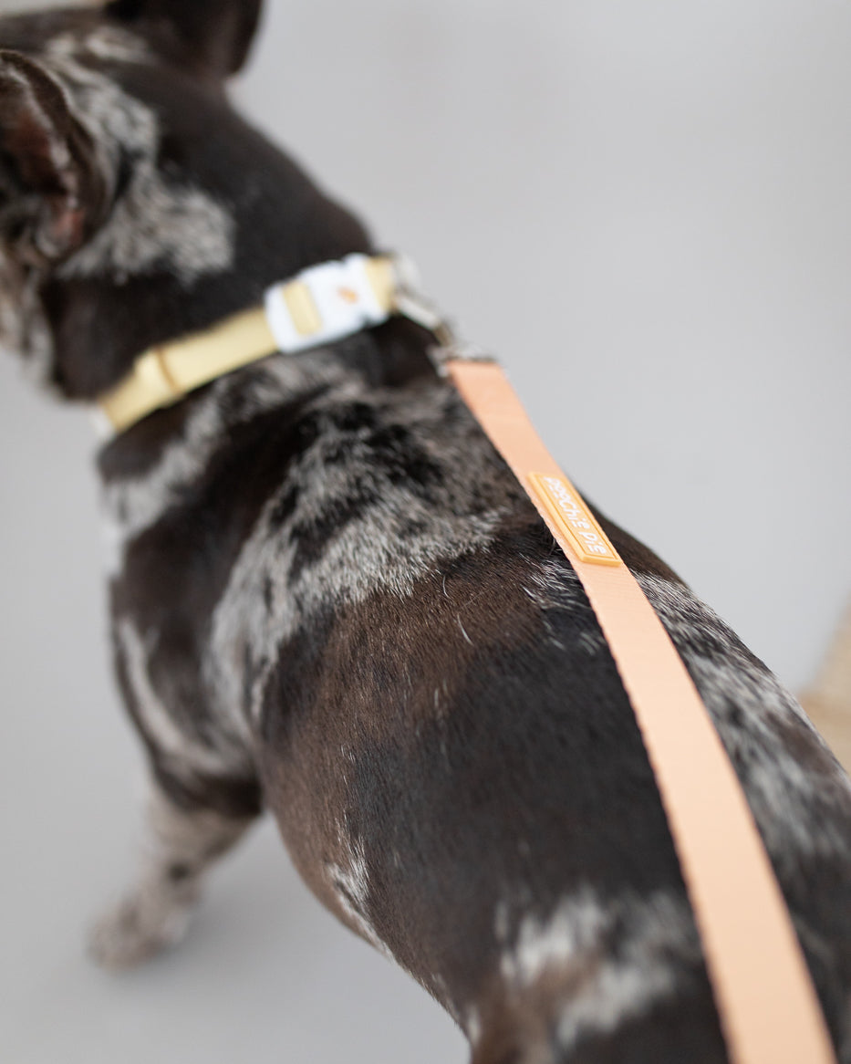 poochie-pie-dog-accessories-australian-sunshine-coast-french-bulldog-australia-qld-orange-yellow-leash-lead-collar-comfortable-safe-strong-pastel-minimal-frenchy-USA-black-merle-breeds-noosa