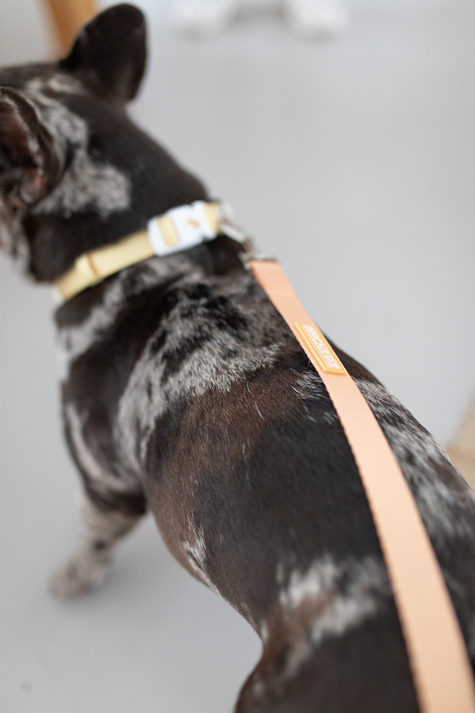 poochie-pie-dog-accessories-australian-sunshine-coast-french-bulldog-australia-qld-orange-yellow-leash-lead-collar-comfortable-safe-strong-pastel-minimal-frenchy-USA-black-merle-breeds-noosa