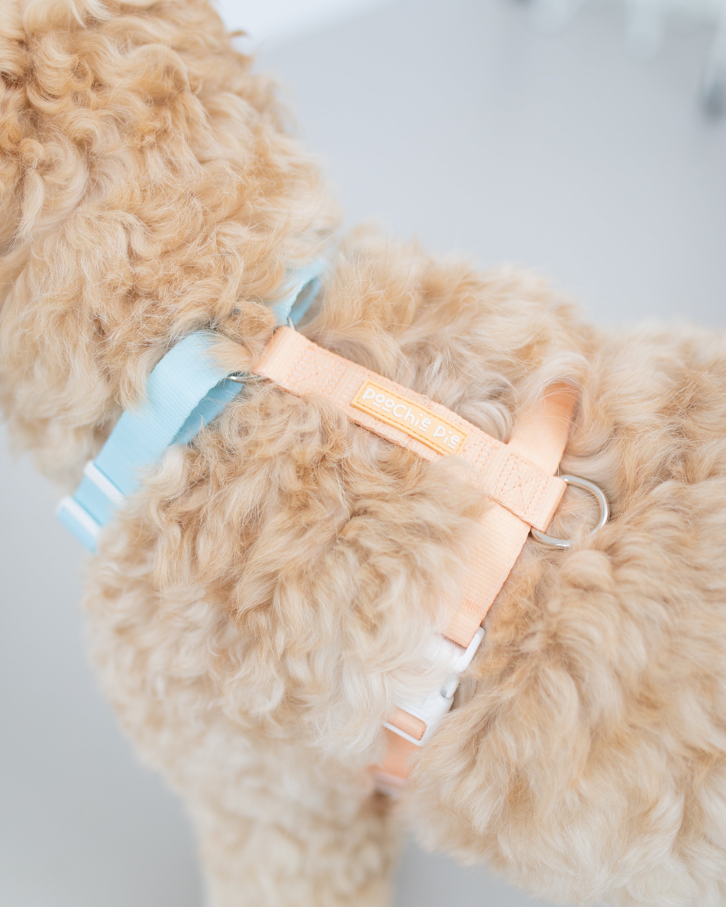poochie-pie-dog-harness-best-harnesses-for-all-dogs-breed-cobber-fluffy-blue-orange-peach-simple-minimal-stylish-strap-nopull-no-pull-walkwear-walk-cavoodle-sheppherd-aussie-australian-USA-shipping