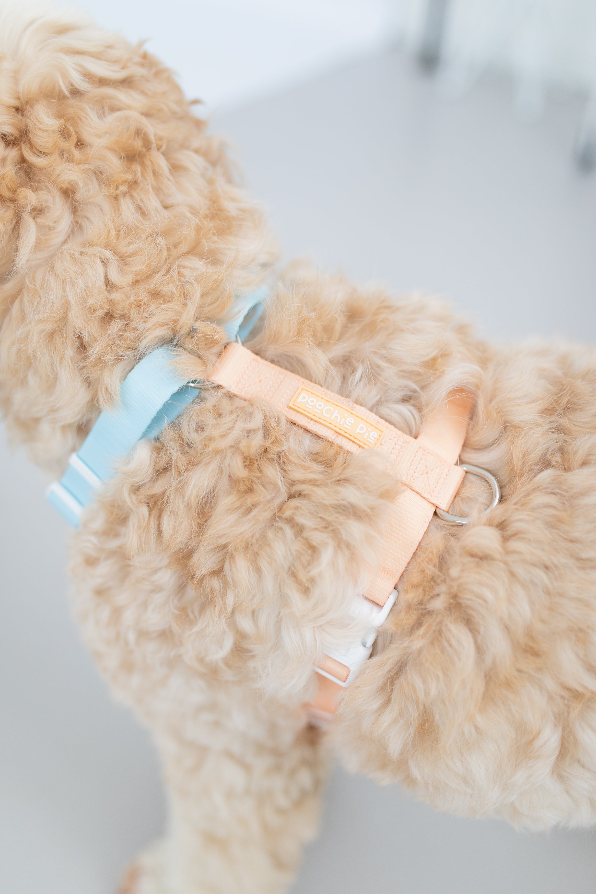poochie-pie-dog-harness-best-harnesses-for-all-dogs-breed-cobber-fluffy-blue-orange-peach-simple-minimal-stylish-strap-nopull-no-pull-walkwear-walk-cavoodle-sheppherd-aussie-australian-USA-shipping