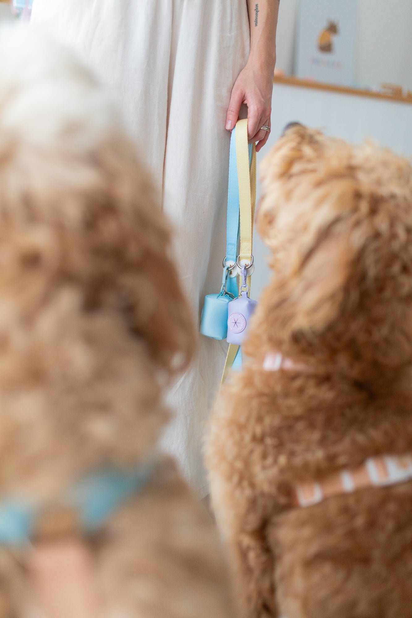 poochie-pie-dog-collar-leash-yellow-blue-purple-walk-wear-dogs-best-collars-harness-pastel-solid-colour-color-simple-minimal-stylish-lead-walkies-dogmum-dogmom-fluffy-cute
