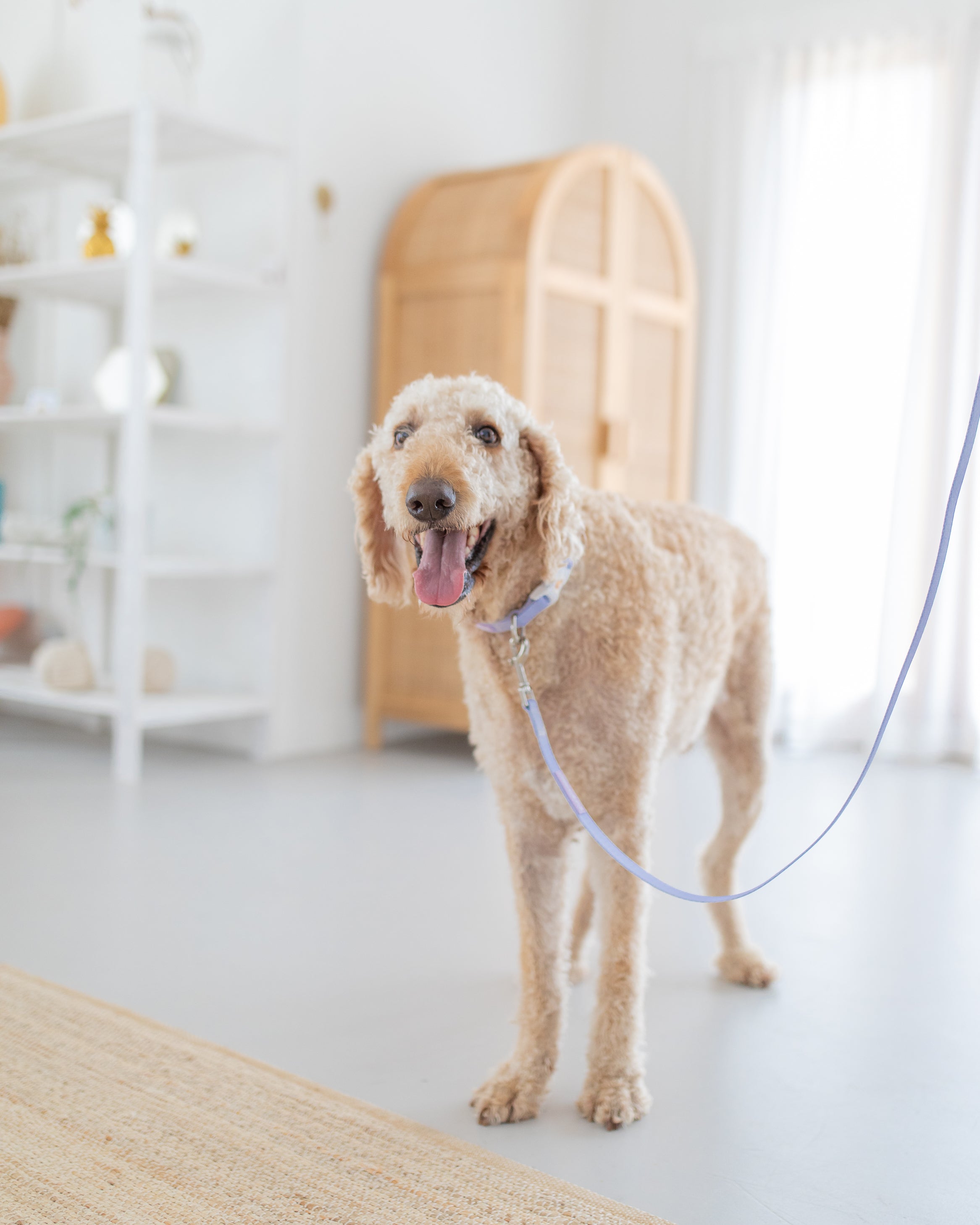 poochie-pie-labradoodle-lab-doodle-doodledog-large-labradore-curly-walk-wear-purple-collar-leash-harness-minimal-lilac-nopull