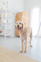 poochie-pie-labradoodle-lab-doodle-doodledog-large-labradore-curly-walk-wear-purple-collar-leash-harness-minimal-lilac-nopull