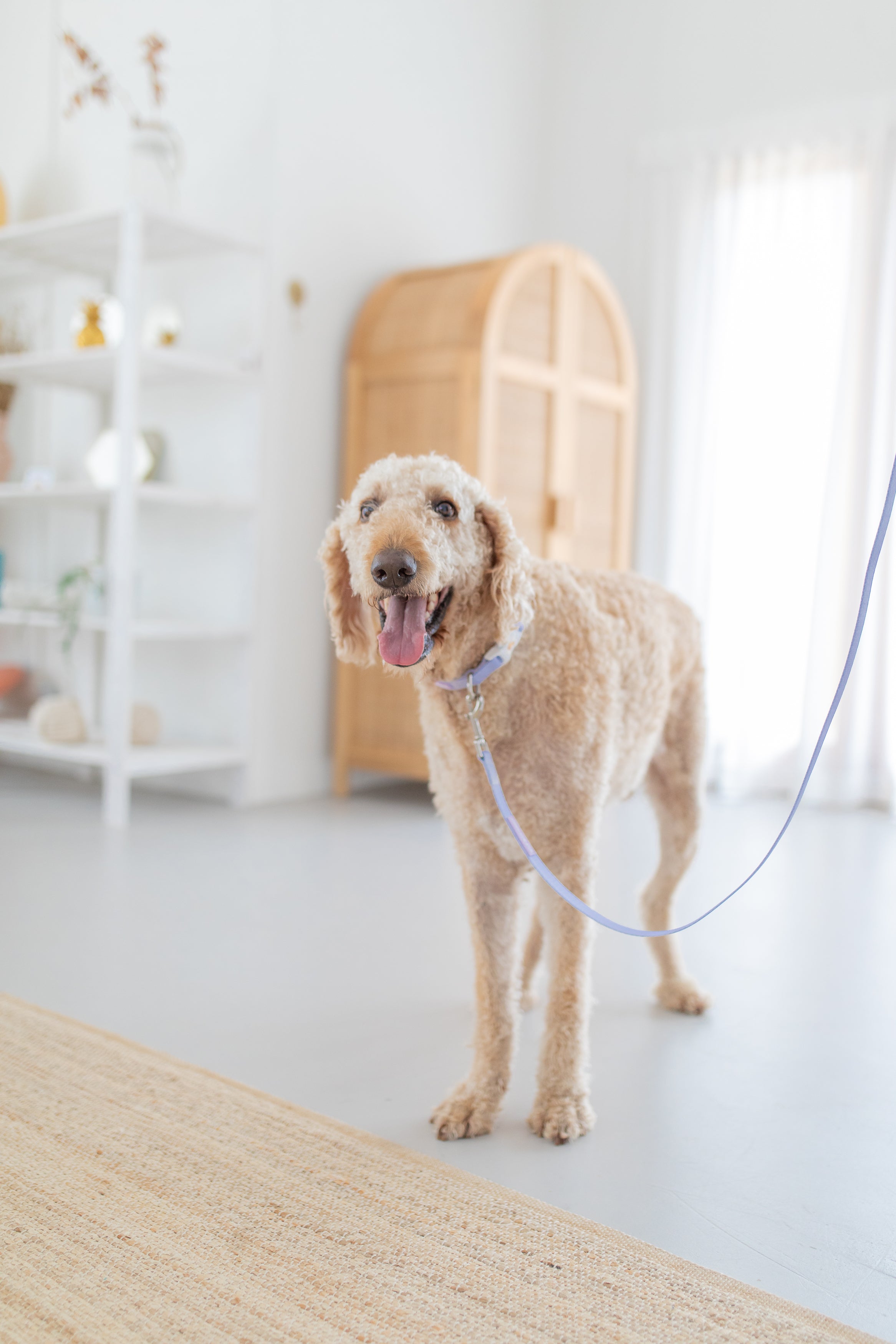poochie-pie-labradoodle-lab-doodle-doodledog-large-labradore-curly-walk-wear-purple-collar-leash-harness-minimal-lilac-nopull