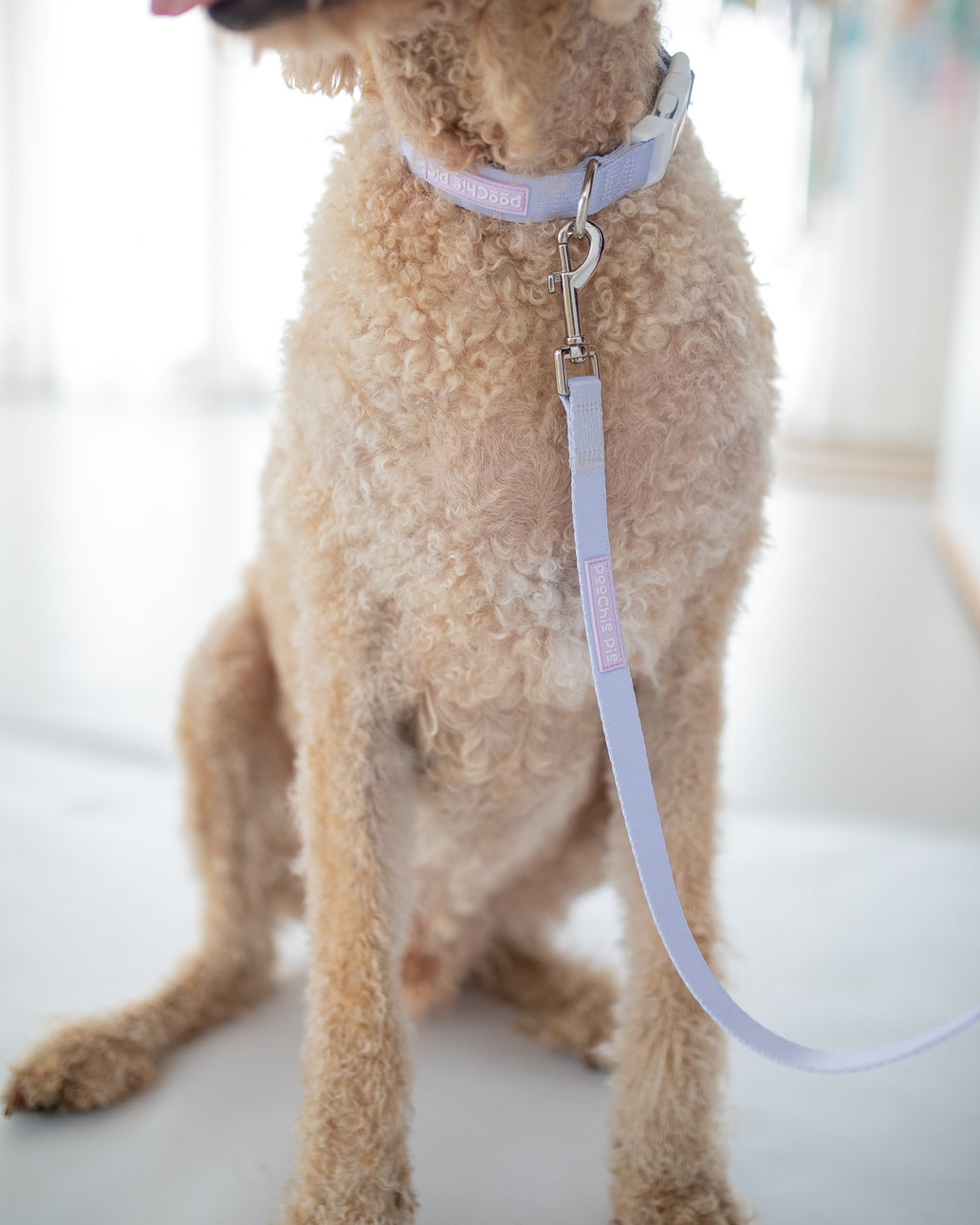 poochie-pie-dog-collar-leash-best-walk-wear-purple-pastel-lead-collar-minimal-dog-mum-dogmumma-dogmom-labradoodle-large-dogs
