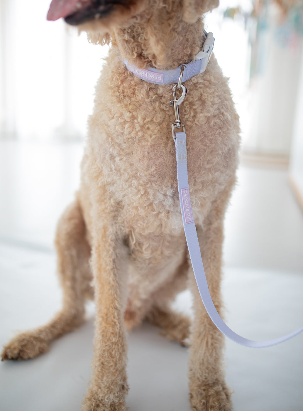 poochie-pie-dog-collar-leash-best-walk-wear-purple-pastel-lead-collar-minimal-dog-mum-dogmumma-dogmom-labradoodle-large-dogs