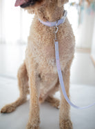 poochie-pie-dog-collar-leash-best-walk-wear-purple-pastel-lead-collar-minimal-dog-mum-dogmumma-dogmom-labradoodle-large-dogs