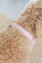 poochie-pie-dog-collar-pink-best-most-comfortable-collars-for-dogs-simple-soft-colour-minimal-pretty-small-large-medium