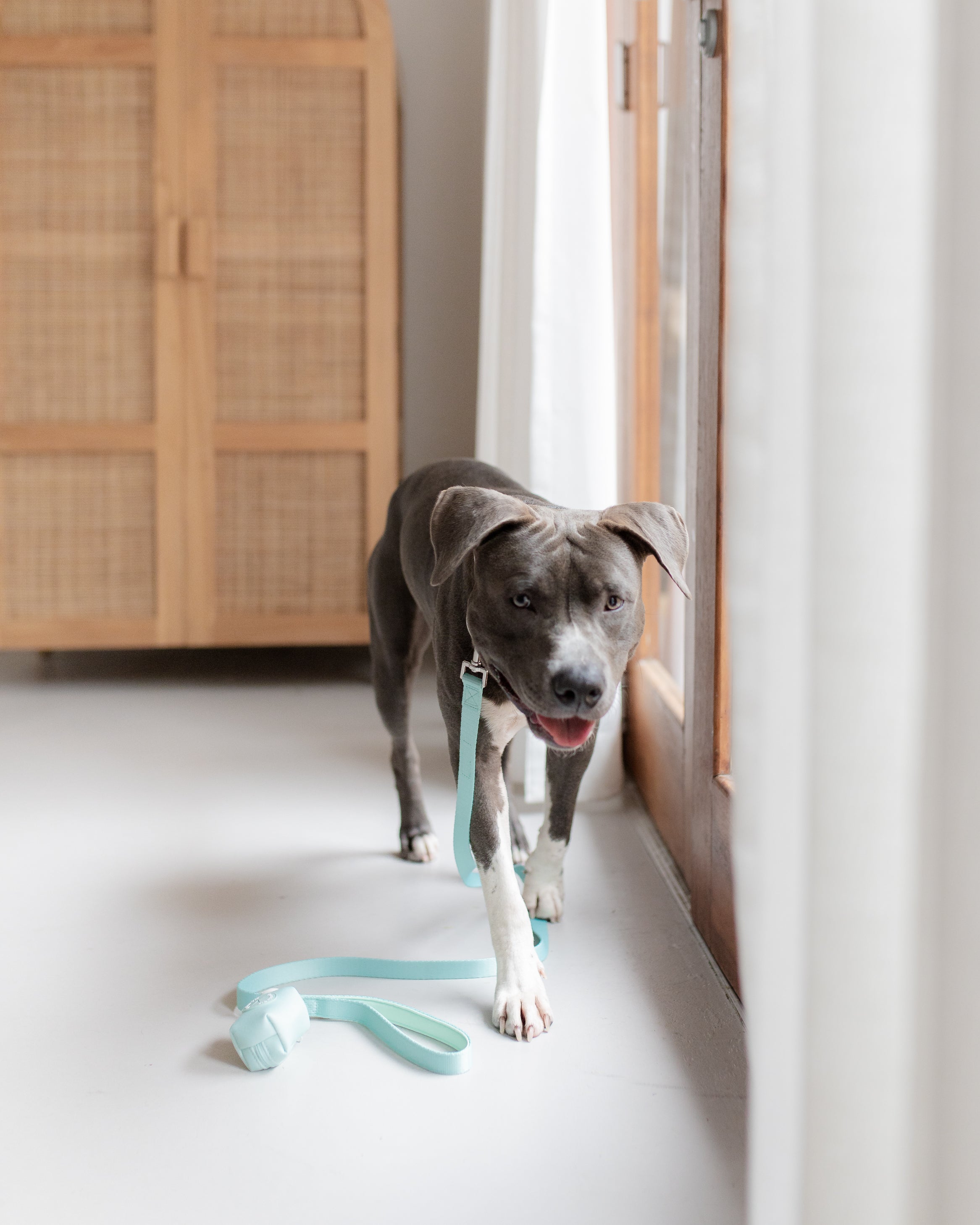 poochie-pie-dog-accessories-walkwear-blue-american-staffy-staford-pablo-green-mint-blues-pastel-leash-collar-poop-bag-poopbag-waste-lead-cute-best