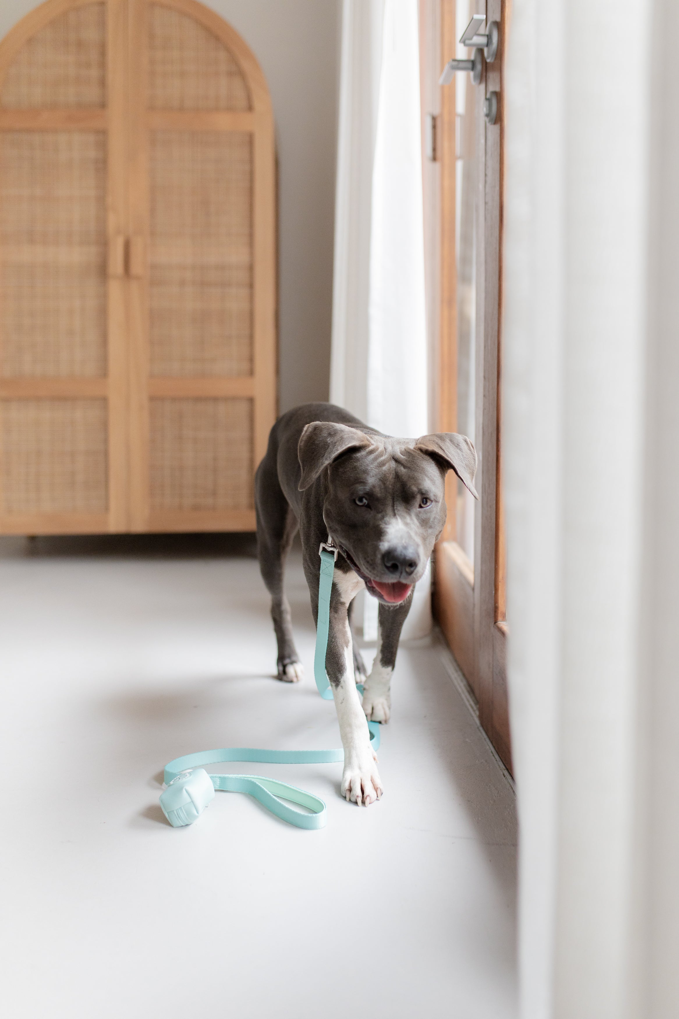 poochie-pie-dog-accessories-walkwear-blue-american-staffy-staford-pablo-green-mint-blues-pastel-leash-collar-poop-bag-poopbag-waste-lead-cute-best