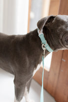 poochie-pie-blue-staffy-american-dog-collar-leash-pastel-mint-simple-walkwear-walk-wear-australia-austrailian-brand-accessories-minimal-green-safe-comfortable-quality