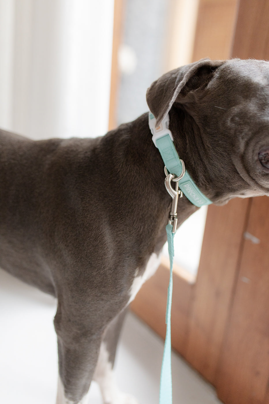 poochie-pie-blue-staffy-american-dog-collar-leash-pastel-mint-simple-walkwear-walk-wear-australia-austrailian-brand-accessories-minimal-green-safe-comfortable-quality
