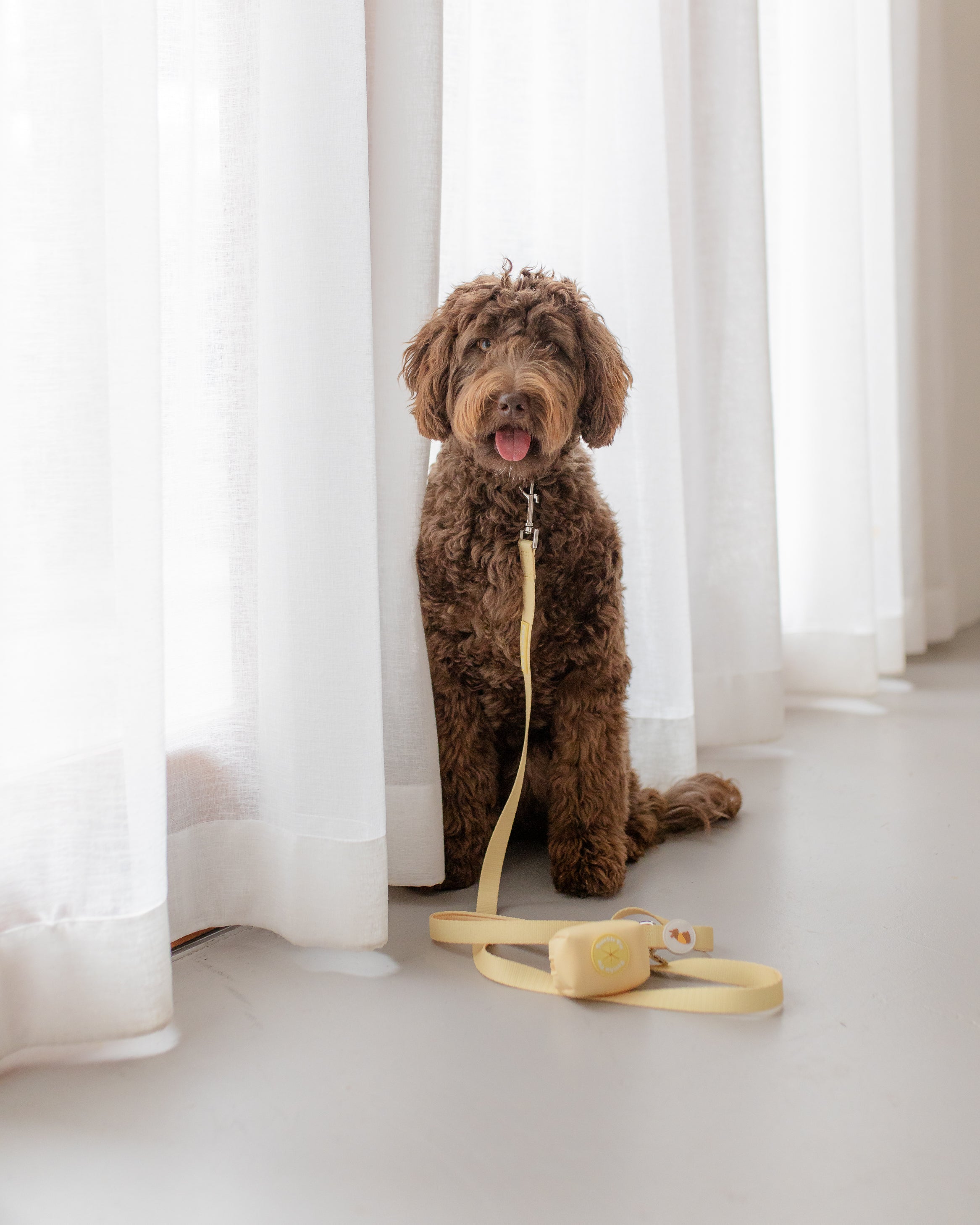 poochie-pie-poochiepie-dogwear-accessories-leash-lead-best-collar-simple-safe-easy-nopull-no-pull-cavoodle-german-sheppherd-chocolate-labradoodle-doodle-dogs-minimal