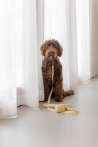 poochie-pie-poochiepie-dogwear-accessories-leash-lead-best-collar-simple-safe-easy-nopull-no-pull-cavoodle-german-sheppherd-chocolate-labradoodle-doodle-dogs-minimal