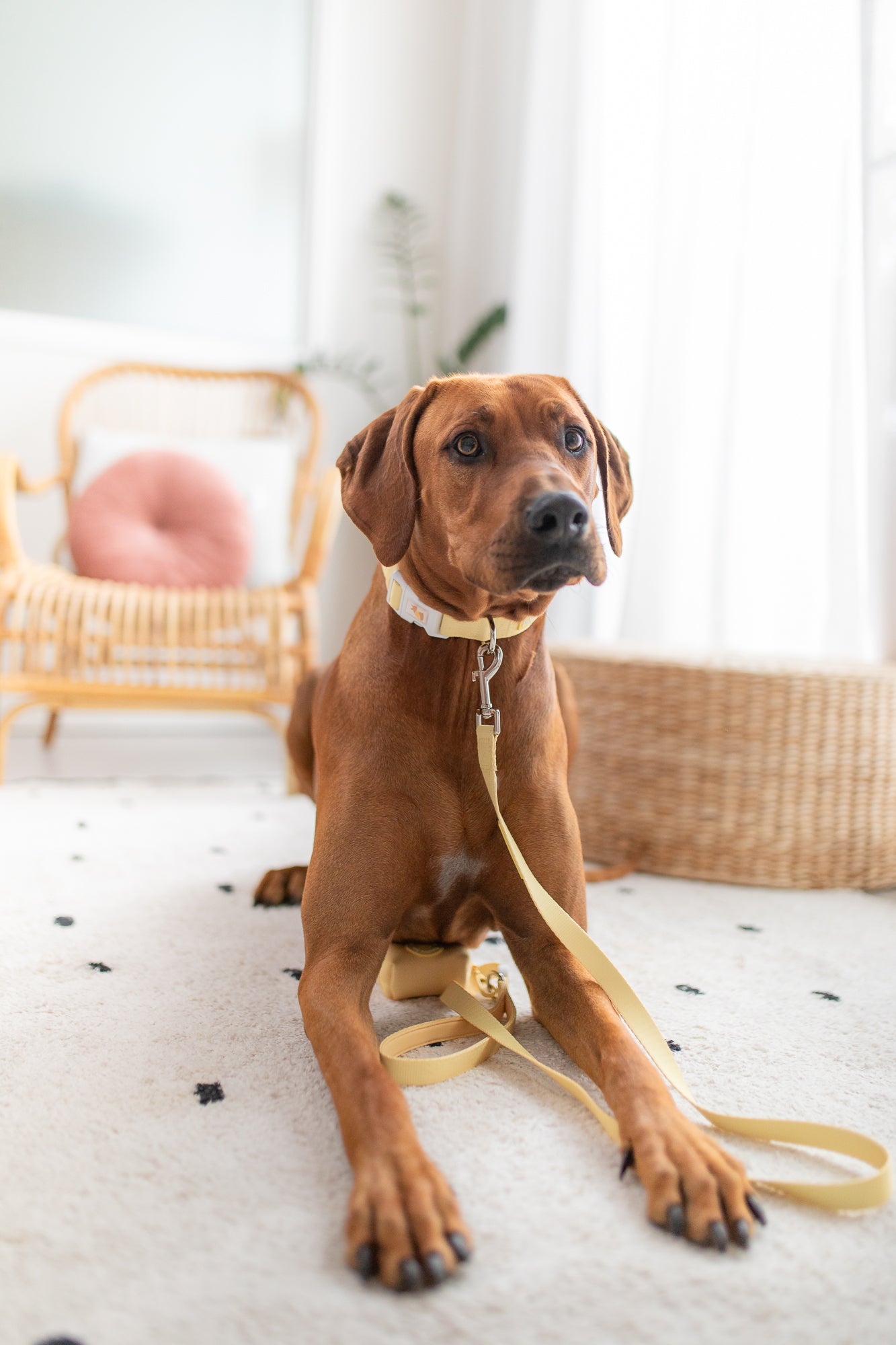 poochie-pie-yellow-hello-dog-accessories-australia-australian-collar-leash-lead-poop-bag-holder-poopbag-harness-ridgeback-breed-cute-brown-minimal-blue