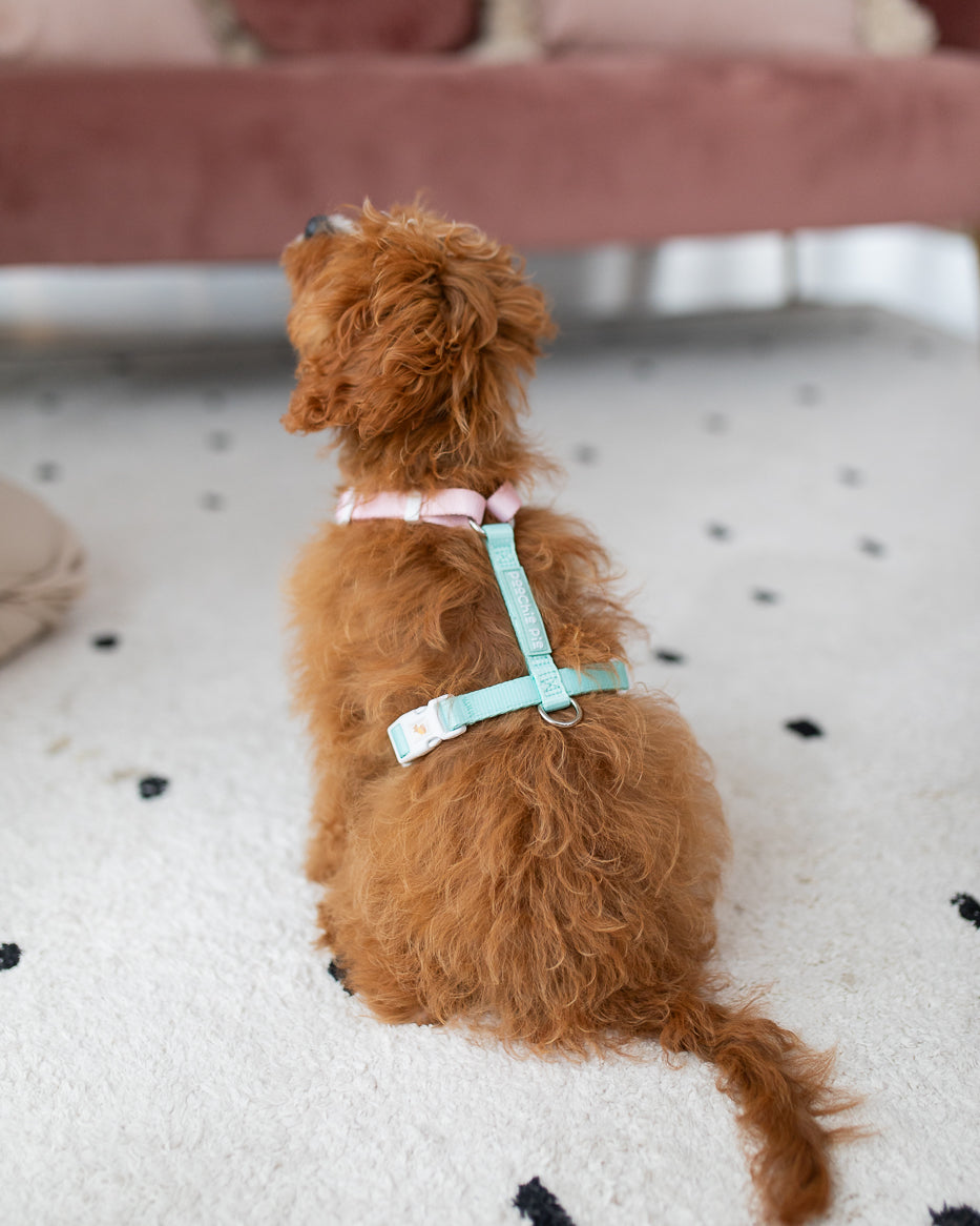 poochie-pie-dog-harness-little-small-dogs-best-value-strong-extra-small-harness-pink-mint-little-comfortable-nopull-no-pull-toy-cavoodle-brown-red