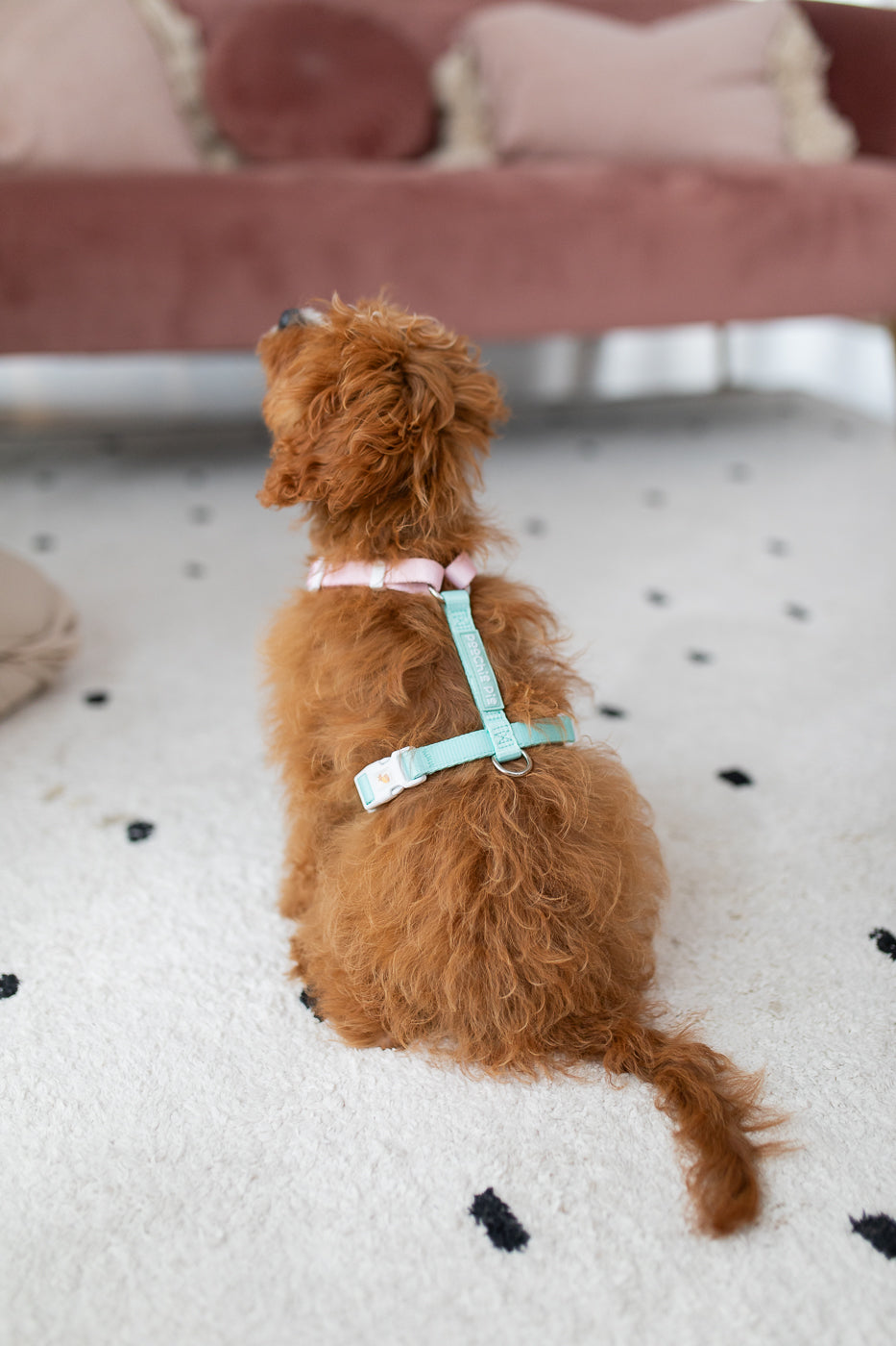 poochie-pie-dog-harness-little-small-dogs-best-value-strong-extra-small-harness-pink-mint-little-comfortable-nopull-no-pull-toy-cavoodle-brown-red