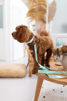 poochie-pie-toy-cavoodle-mint-leash-lead-collar-cute-australia-sunshine-coast-qld-queensland-australian-brand-accessories-dog-collars-green-minimal-colours-chocolate-brown
