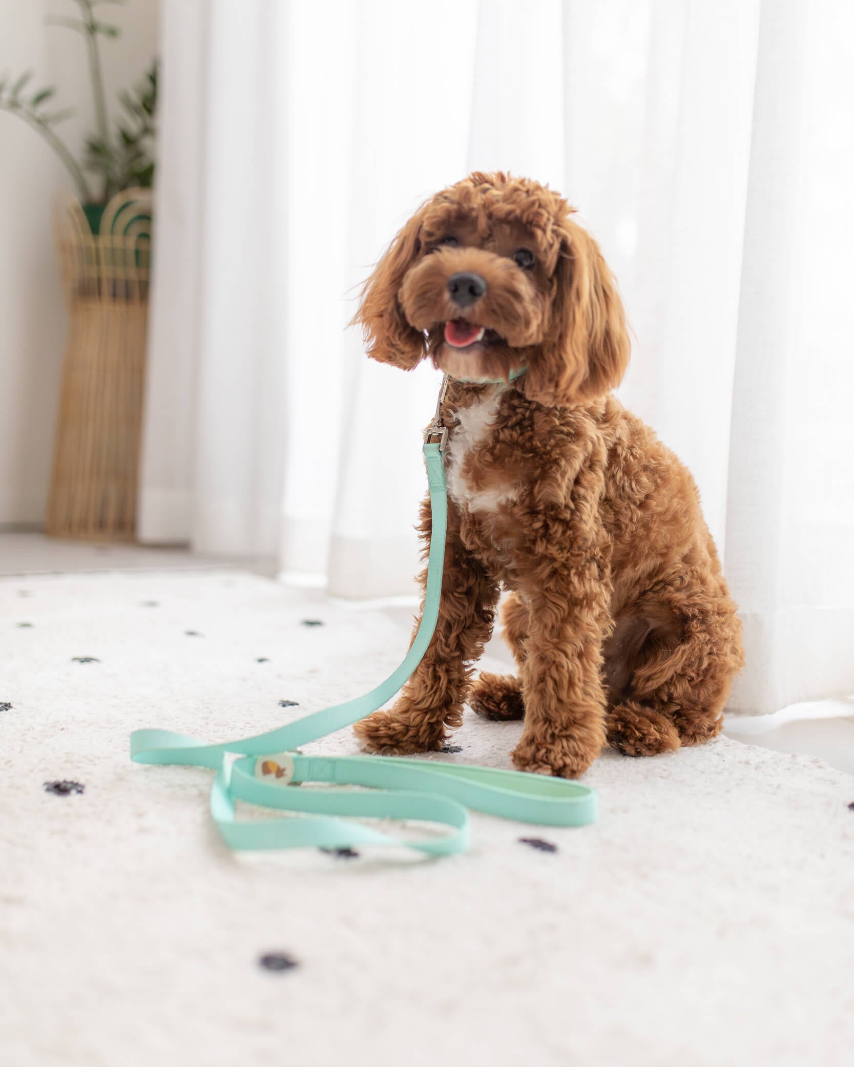 Poochie-Pie-Chippy-cavoodle-dog-lead-leash-mint-green-fluffy-pretty-cute-dogs-design-simple-clean-minimal-smile-happy-minimal-accessories-best-safe