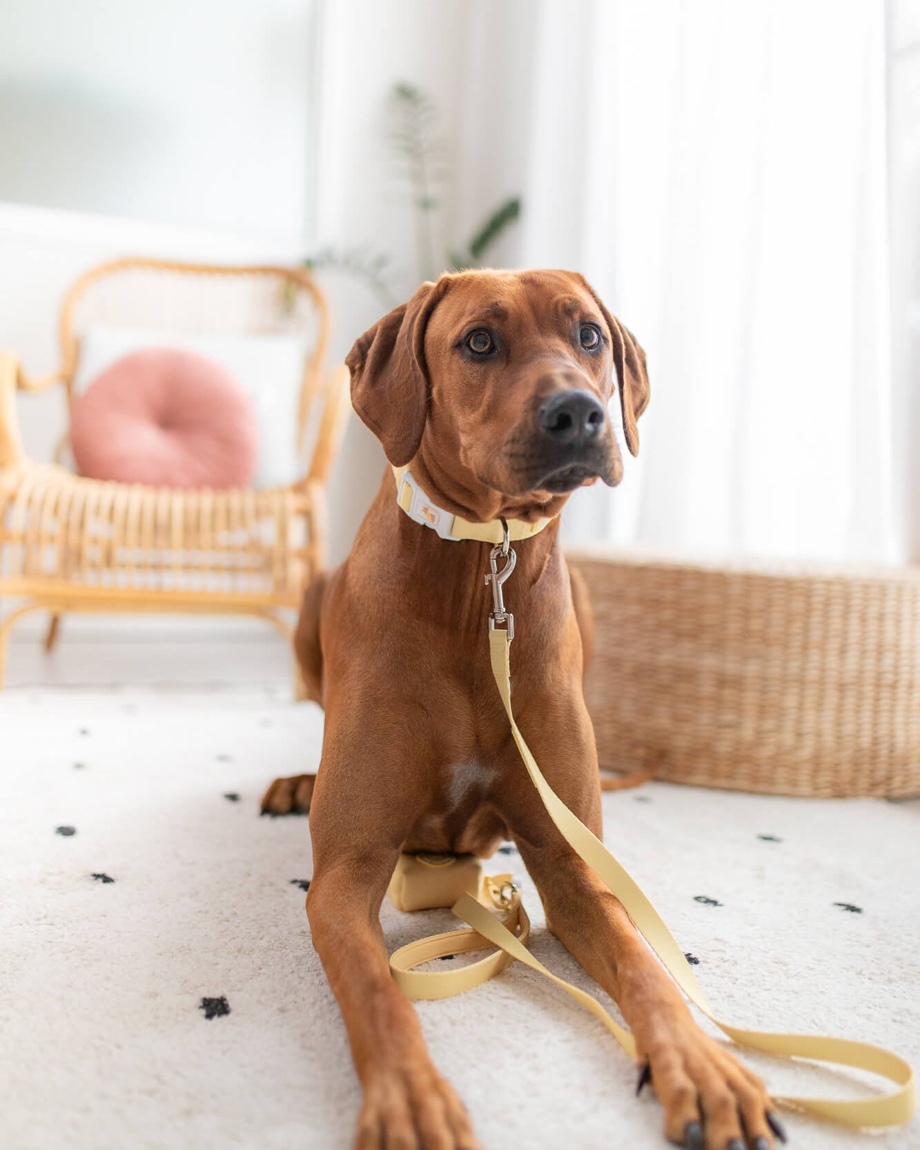 australian-dog-accessories-poochie-pie-yellow-lead-leash-collar-safe-walkwear-for-all-breeds-ridgeback-large-dogs-poopbag-poop-bag-holder-waste-minimal-pastel-best-harness-dogmum-dogmom-cute-brown-bigdog-bigdogs-pablo-dogfriendly-friendly-comfort-comfortable