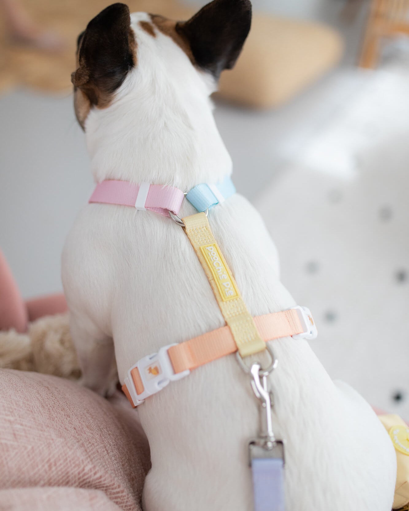 Poochie-pie-rainbow-dog-harness-best-for-dogs-small-large-medium-fits-all-breeds-frenchy-frenchbulldog-bulldog-cute-minimal-simple-colours-rainbows