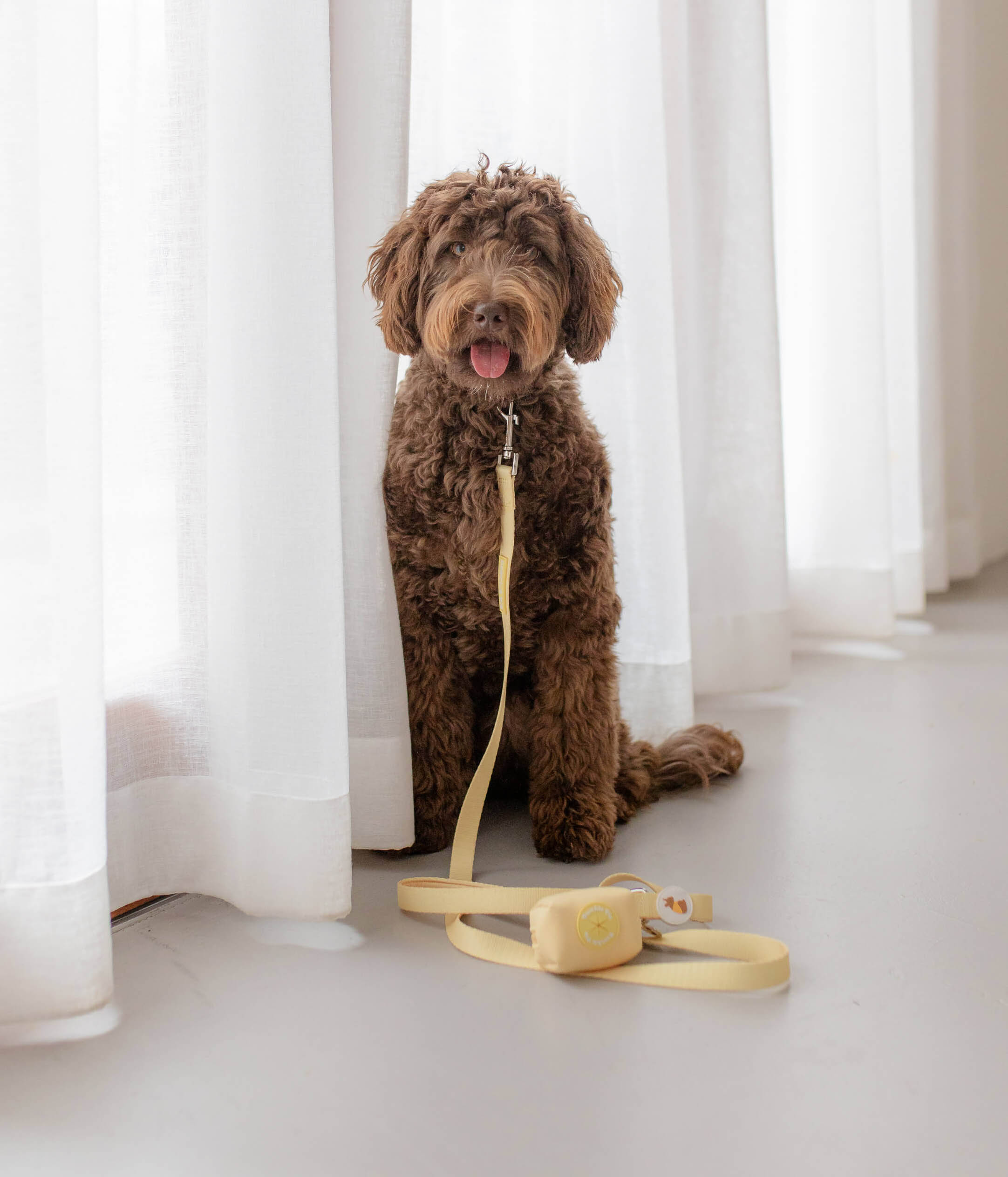 poochie-pie-yellow-dog-accessories-walk-wear-dogs-australia-USA-australian-small-business