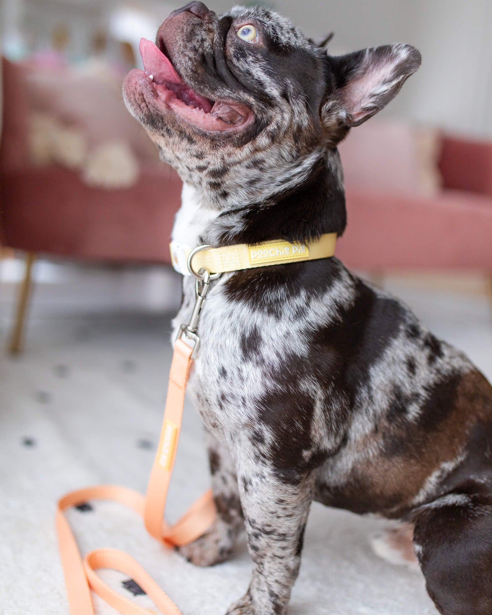 poochie-pie-dog-accessories-australian-sunshine-coast-french-bulldog-australia-qld-orange-yellow-leash-lead-collar-comfortable-safe-strong-pastel-minimal-frenchy-USA-black-merle-breeds-noosa-happy