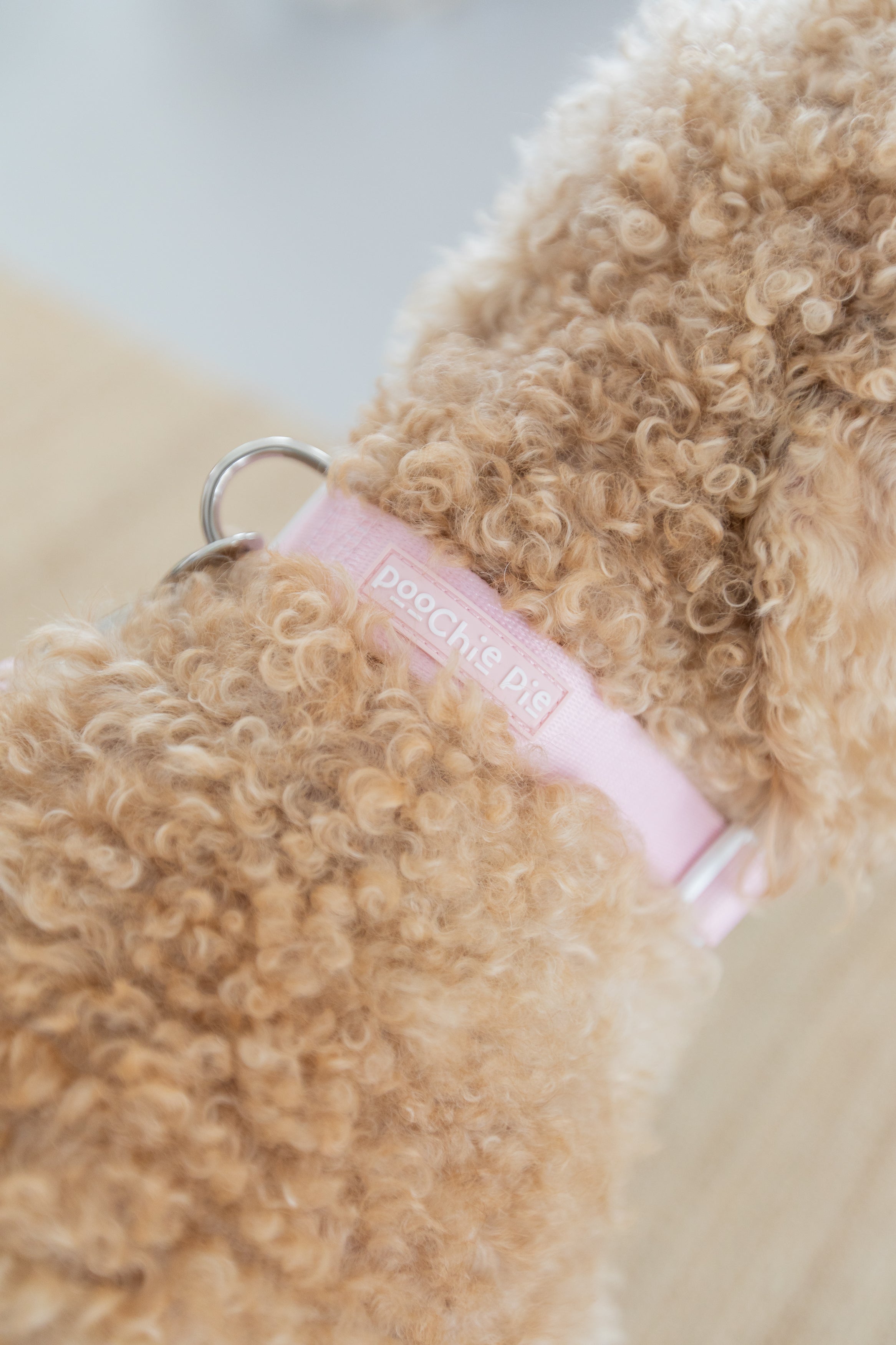poochie-pie-dog-collar-pink-best-most-comfortable-collars-for-dogs-simple-soft-colour-minimal-pretty-small-large-medium