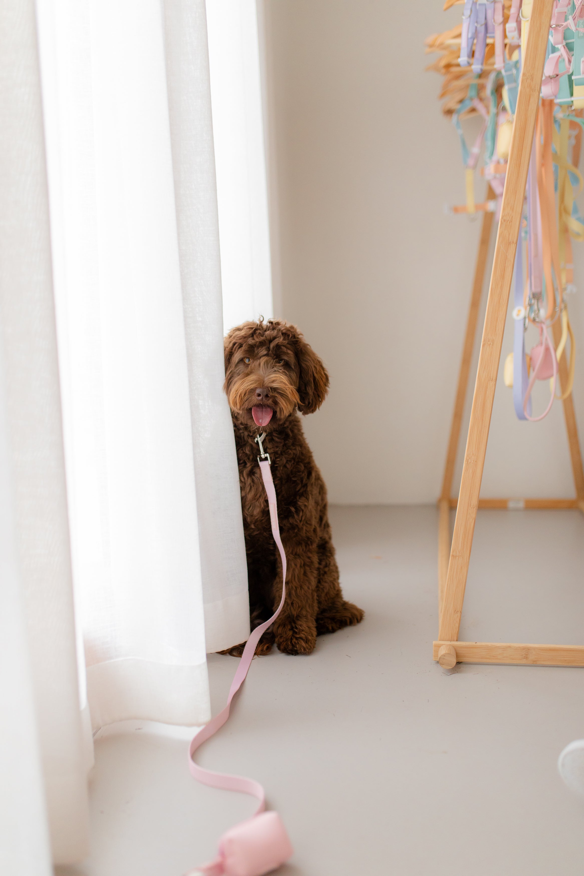 poochie-pie-pastel-dog-accessories-cavoodle-frenchy-staffy-collar-lead-pink-blue-purple-chocolate-yellow-mint-green-best-nopull-harness-for-dogs-labradoodle-border-collie-aussie-australian-small-business-brand-walk-wear-walkwear