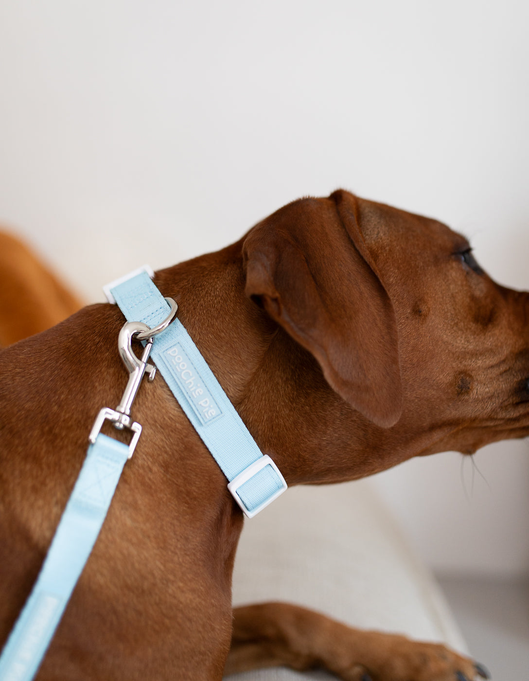 Baby blue dog harness sale