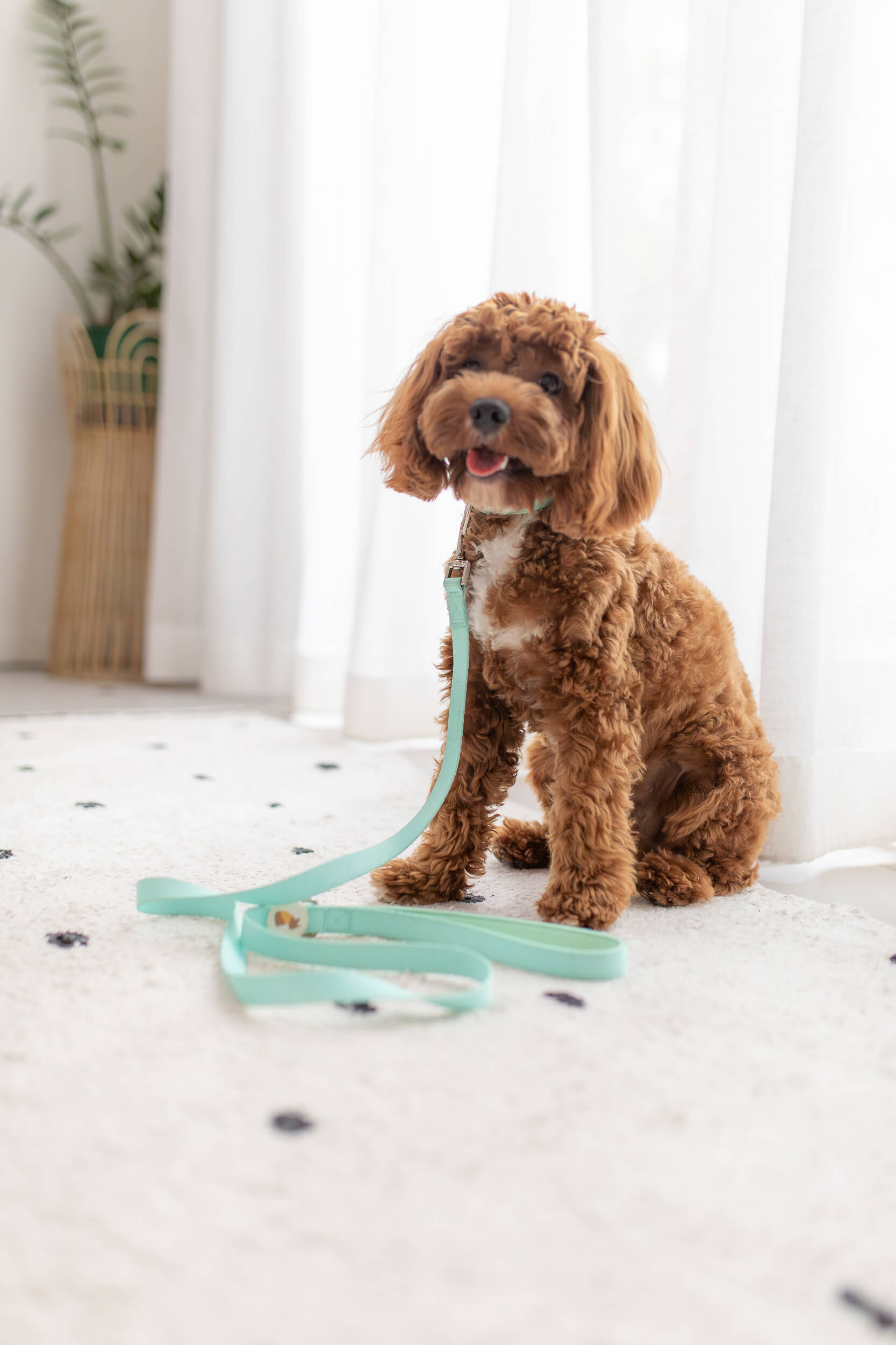 Poochie-Pie-Chippy-cavoodle-dog-lead-leash-mint-green-fluffy-pretty-cute-dogs-design-simple-clean-minimal-smile-happy-minimal-accessories-best-safe
