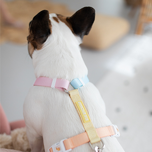 Poochie-pie-best-sellers-rainbow-harness-pink-blue-yellow-orange-peach-mint-green-strap-nopull-dog-frenchy-small-medium-large-leash-poop-walk