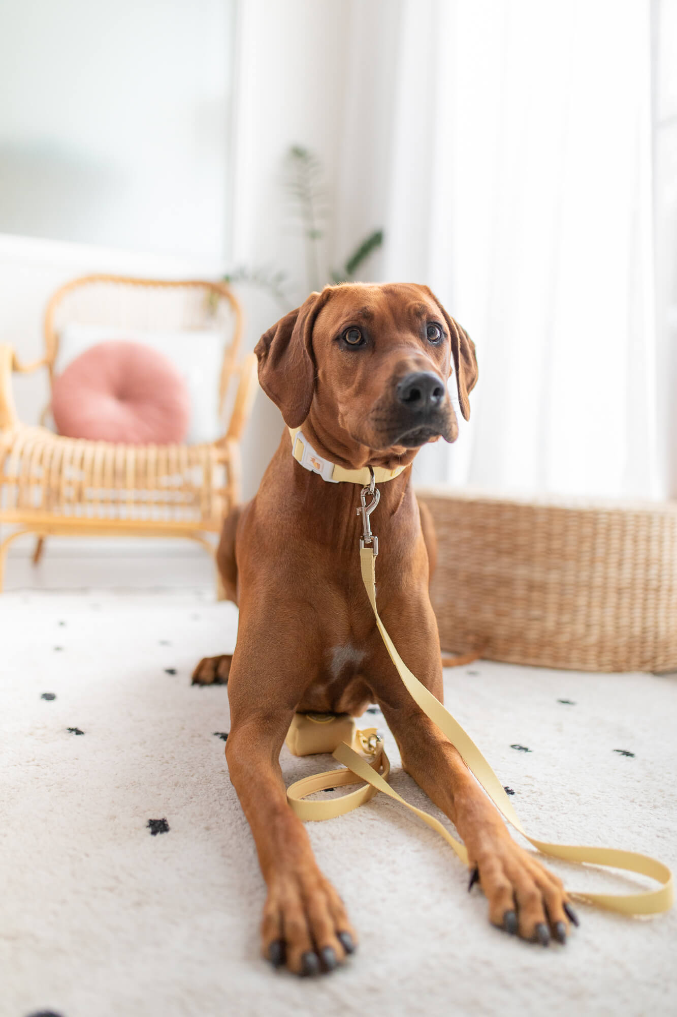 Next dog accessories outlet