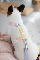 Poochie-pie-rainbow-dog-harness-best-for-dogs-small-large-medium-fits-all-breeds-frenchy-frenchbulldog-bulldog-cute-minimal-simple-colours-rainbows