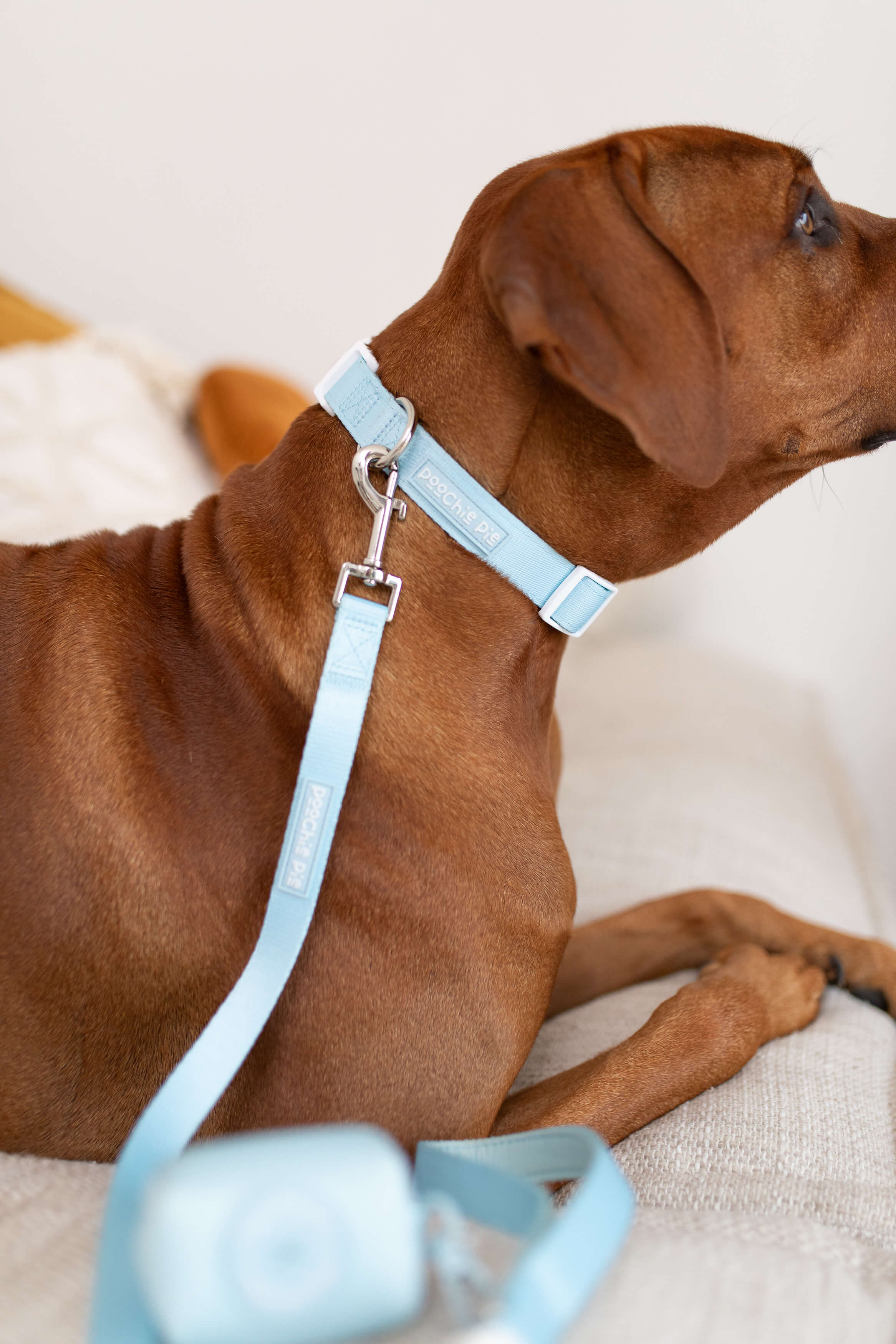 poochie-pie-big-dog-ridgeback-brown-large-collar-leash-light-blue-pastel-accessories-poochiepie-australia-australian-pastel-minimal-safe-strong-solid-USA-hardware-best-baby-blues-rainbow