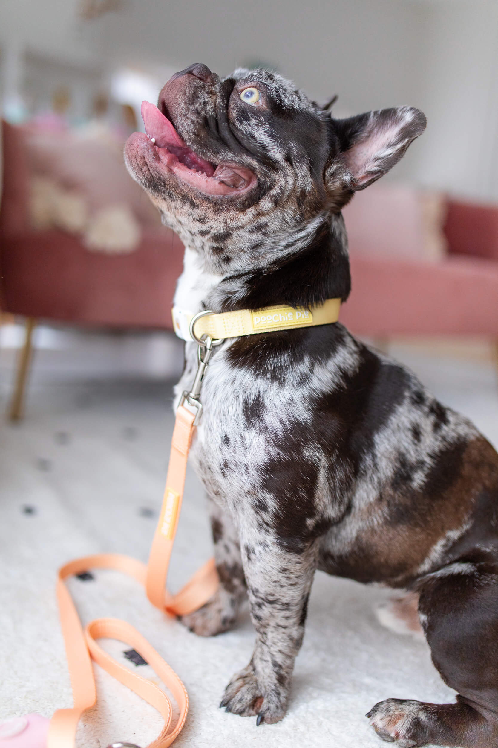 poochie-pie-dog-accessories-australian-sunshine-coast-french-bulldog-australia-qld-orange-yellow-leash-lead-collar-comfortable-safe-strong-pastel-minimal-frenchy-USA-black-merle-breeds-noosa-happy