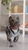 Poochie-Pie-Hadley-french-bulldog-frenchie-blue-peach-orange-dog-harness-strap-duo